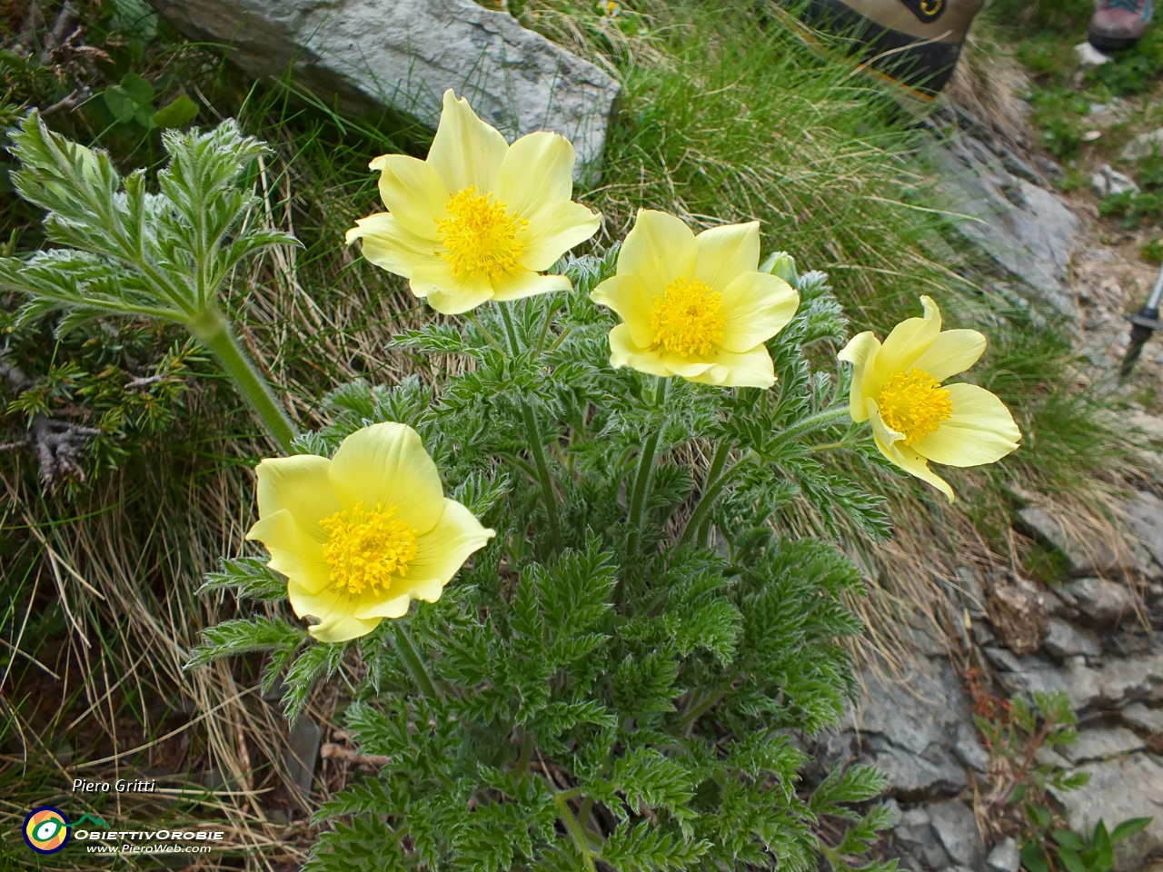 92 Pulsatilla alpina sulfurea.JPG